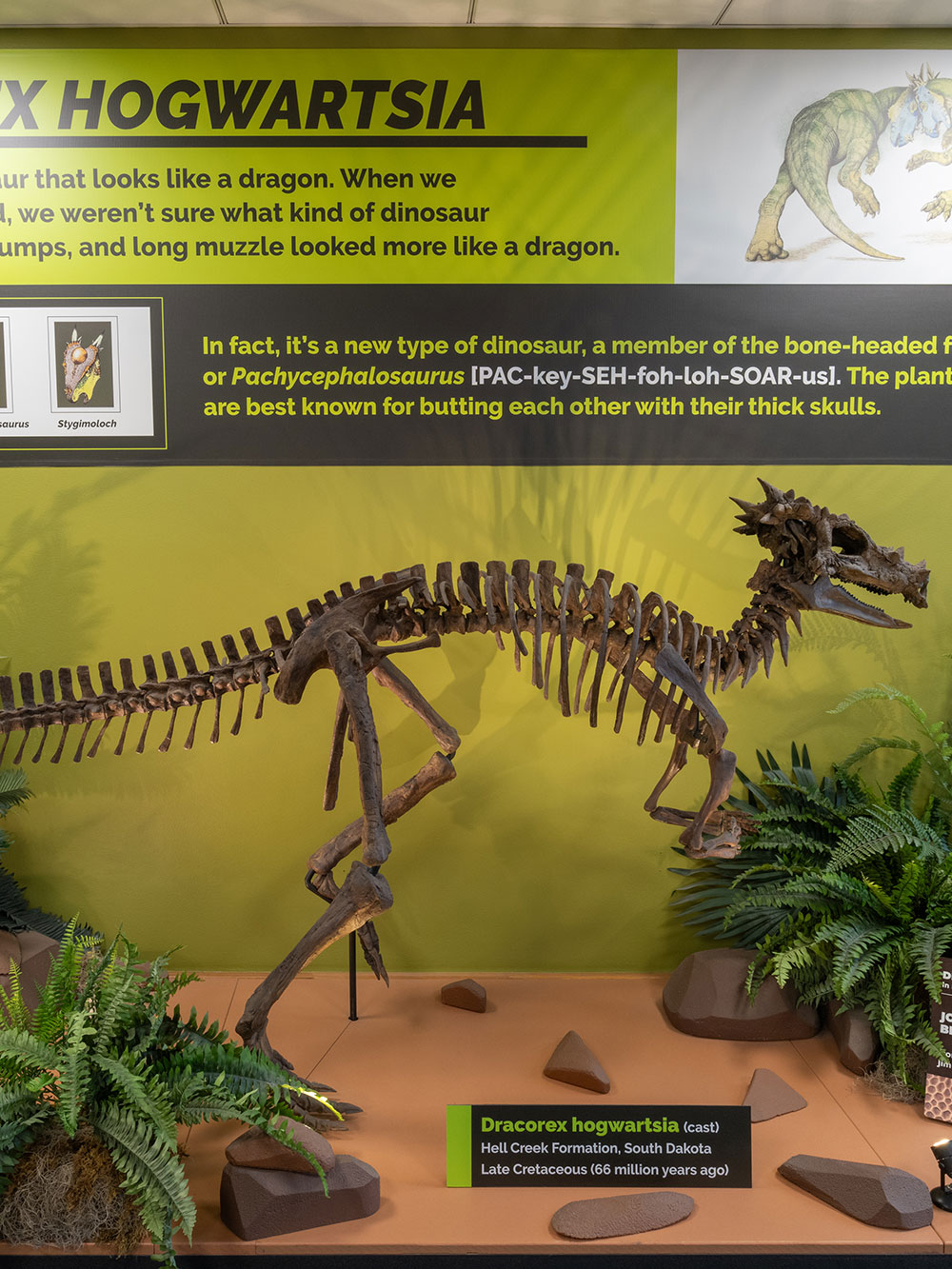 Dracorex hogwartsia